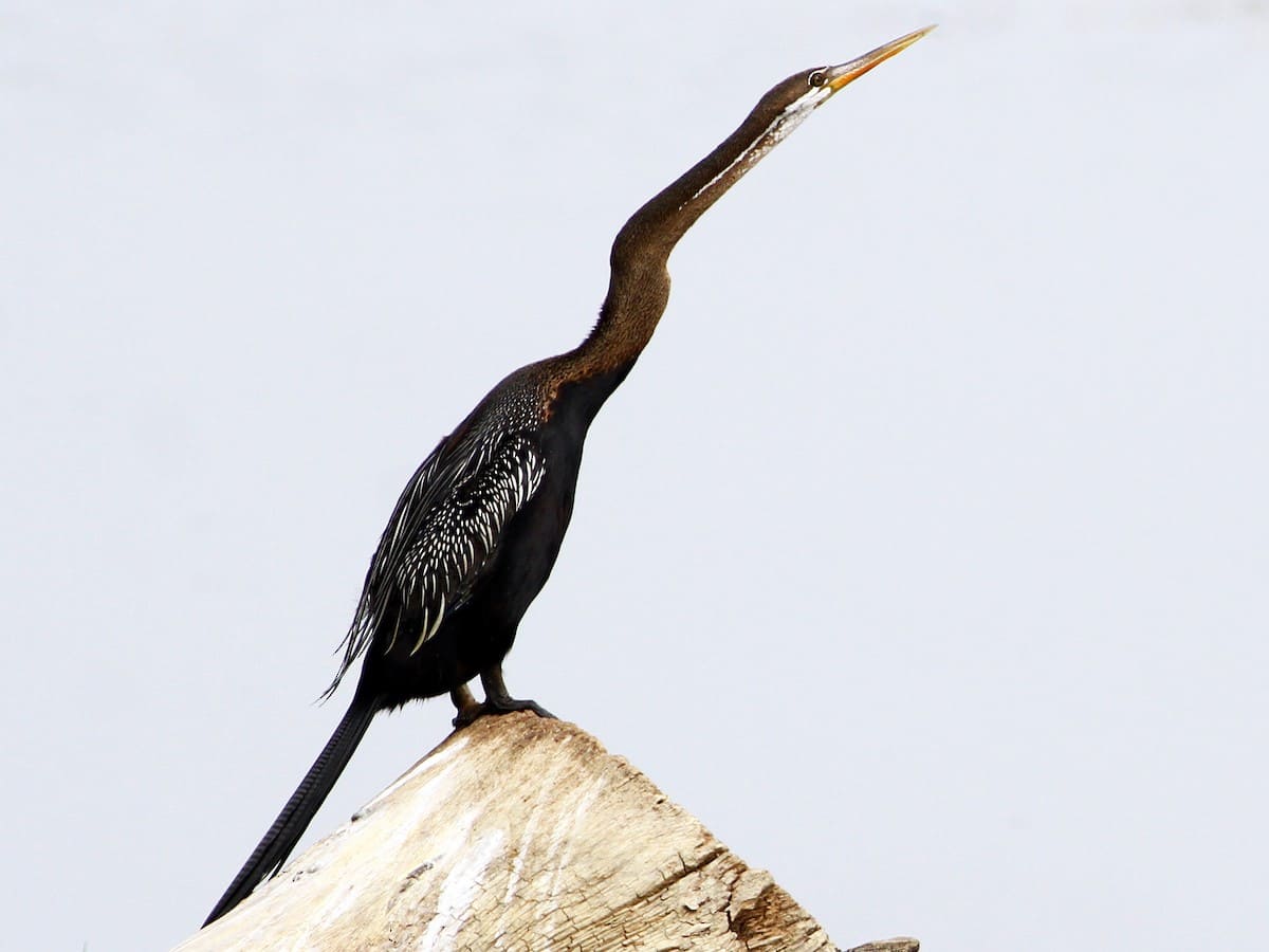 Oriental Darter